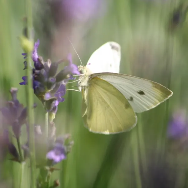 weißer Schmetterling auf Lavendel