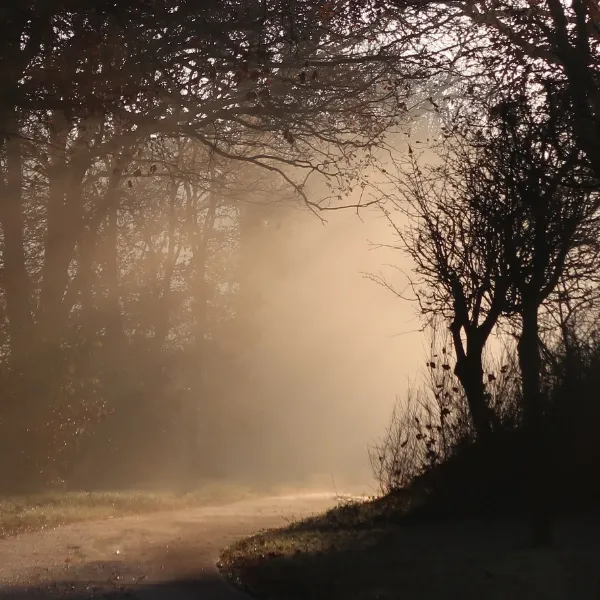 Morgenlicht auf dem Waldweg